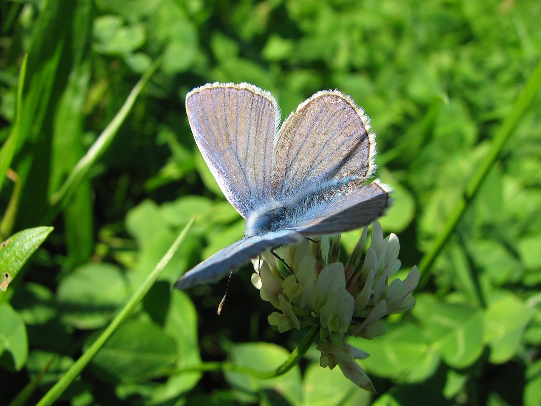 Lepidotteri da identificare nel Parco del Ticino